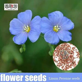 Blue Daze Flower Seeds