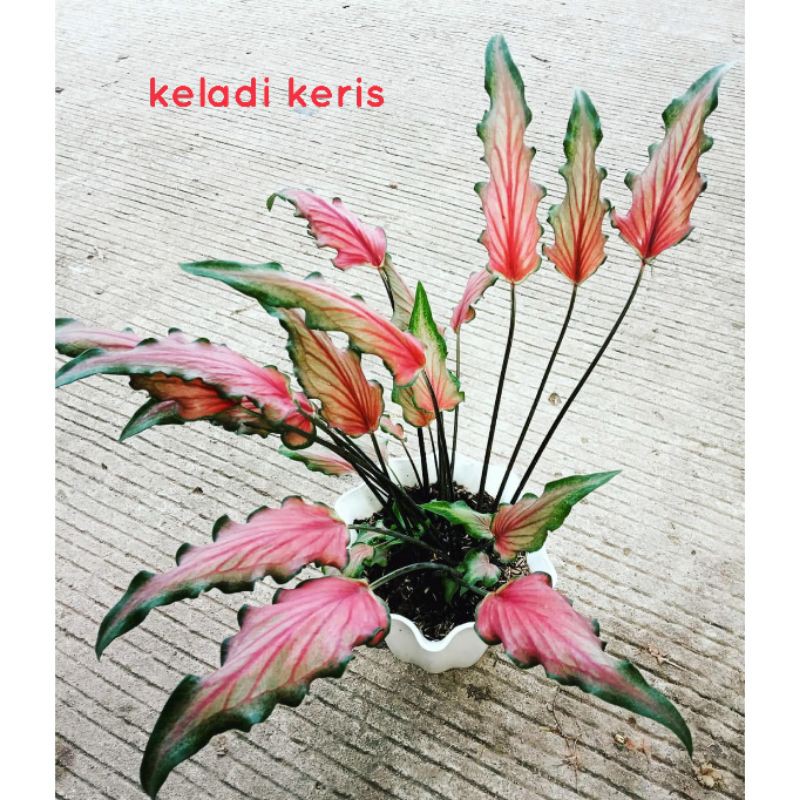 Caladium Keris / Keladi Keris