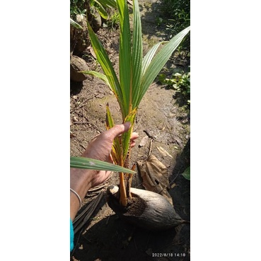 Kelapa bonsai Bakalan