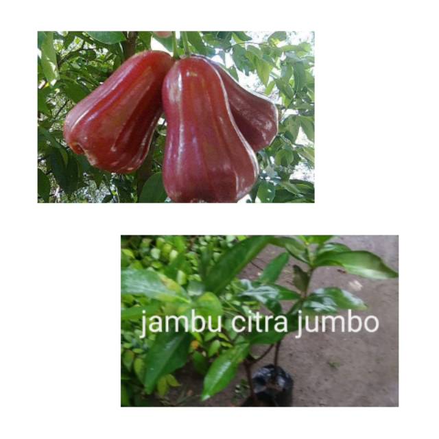 Bibit jambu citra jumbo