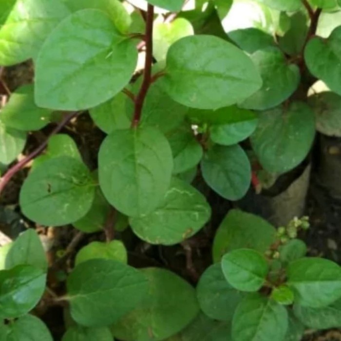 Tanaman Herbal Pohon Binahong - Bibit Tanaman Pohon Binahong