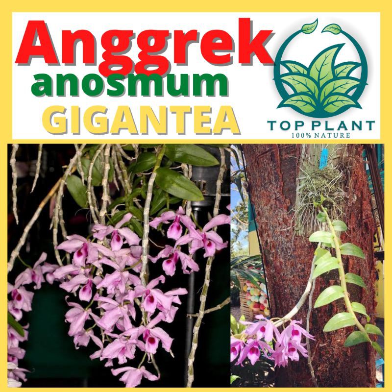Anggrek Spesies Dendrobium Anosmum Gigantea