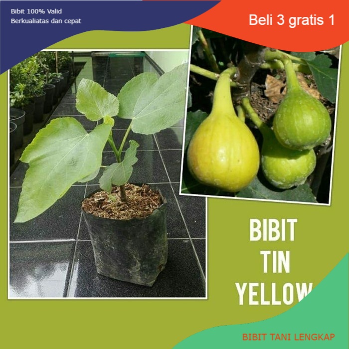 Bibit Tanaman Buah Tin Yellow-Bibit Buah Tin Kuning