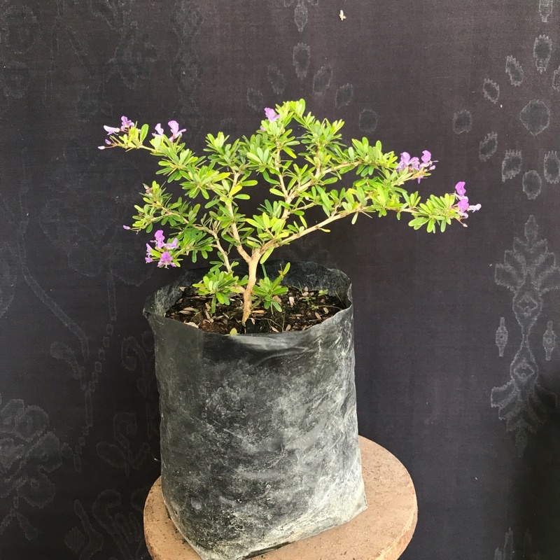 saeng simbur super mikro vietnam bunga ungu bukan anting putri