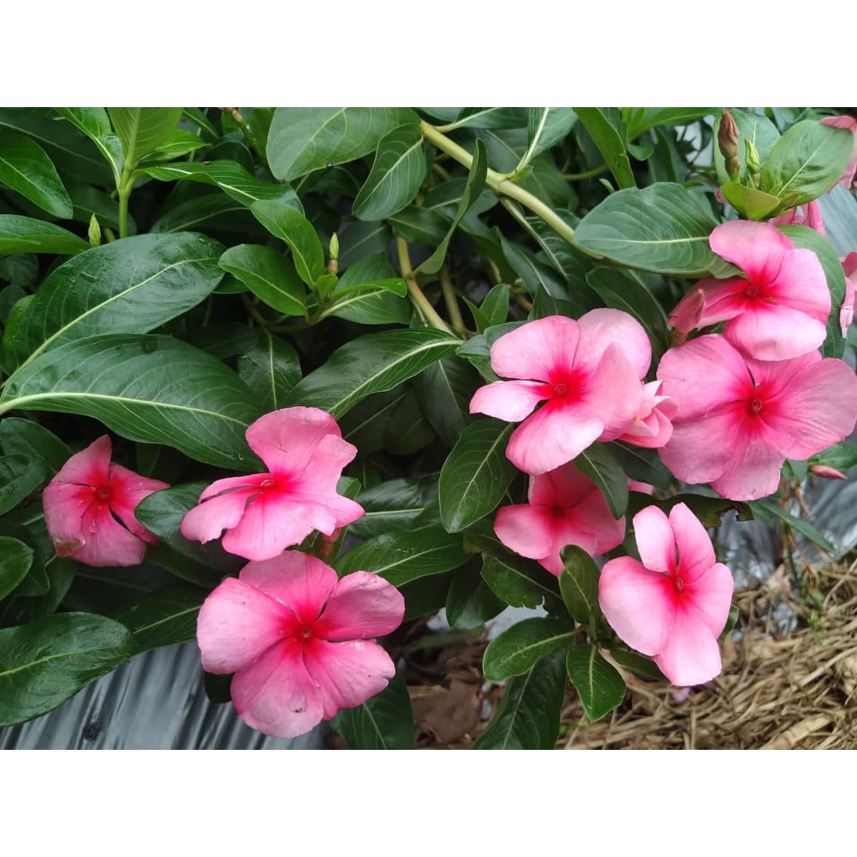 Benih Bibit Biji - Bunga Vinca Pink Blush Tipe Juntai Rare Jenis Langka Flower Seeds - FRESH SEEDS