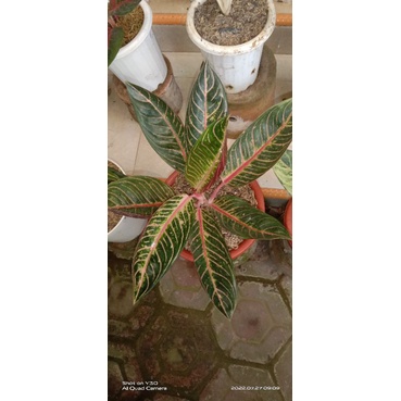 red sumatra aglo