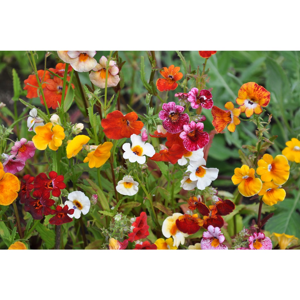 Benih Bibit Biji - Bunga Nemesia Carnival Mixture (Nemesia strumosa) Flower Seeds - IMPORT