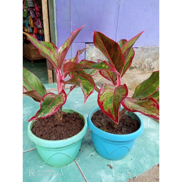 Bunga aglonema lipstik