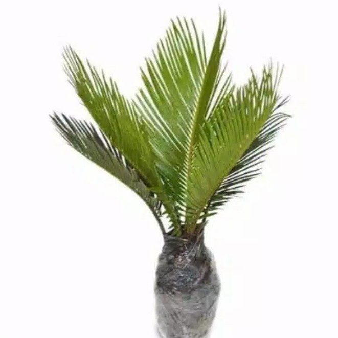 Bibit palm Sikas - Pohon Palem Sikas - Tanaman bonsai