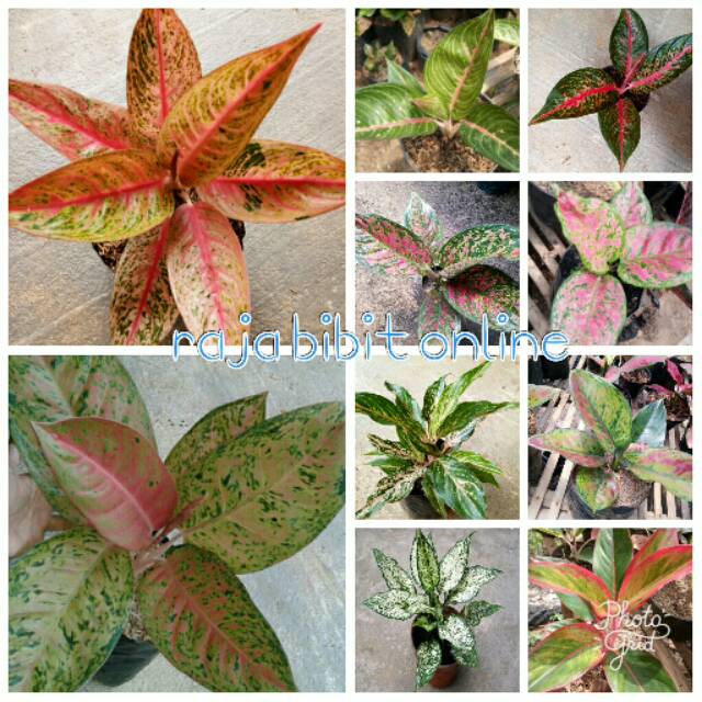  Bunga  aglonema  10 jenis  Shopee Indonesia