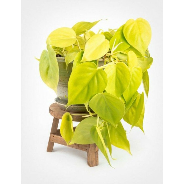 BISA COD  Tanaman hias Sirih gading lemon - sirih gading kuning (tanaman hidup-bunga hidup Besar Rim