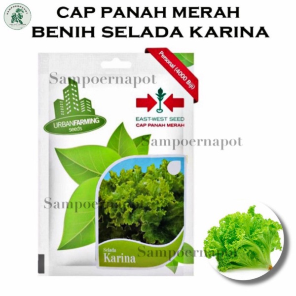 Dijual benih bibit selada karina cap panah merah - SELADA KARINA Limited