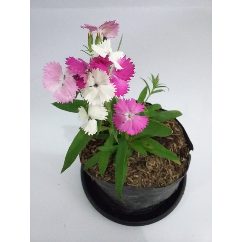 Tanaman Bunga Dianthus / Anyelir BERGARANSI