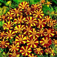 Benih Bibit Biji - Bunga Marigold (French) Jolly Jester Flower Seeds - IMPORT