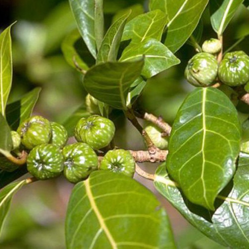 

Buah awar awar (buah nyikunyikan)