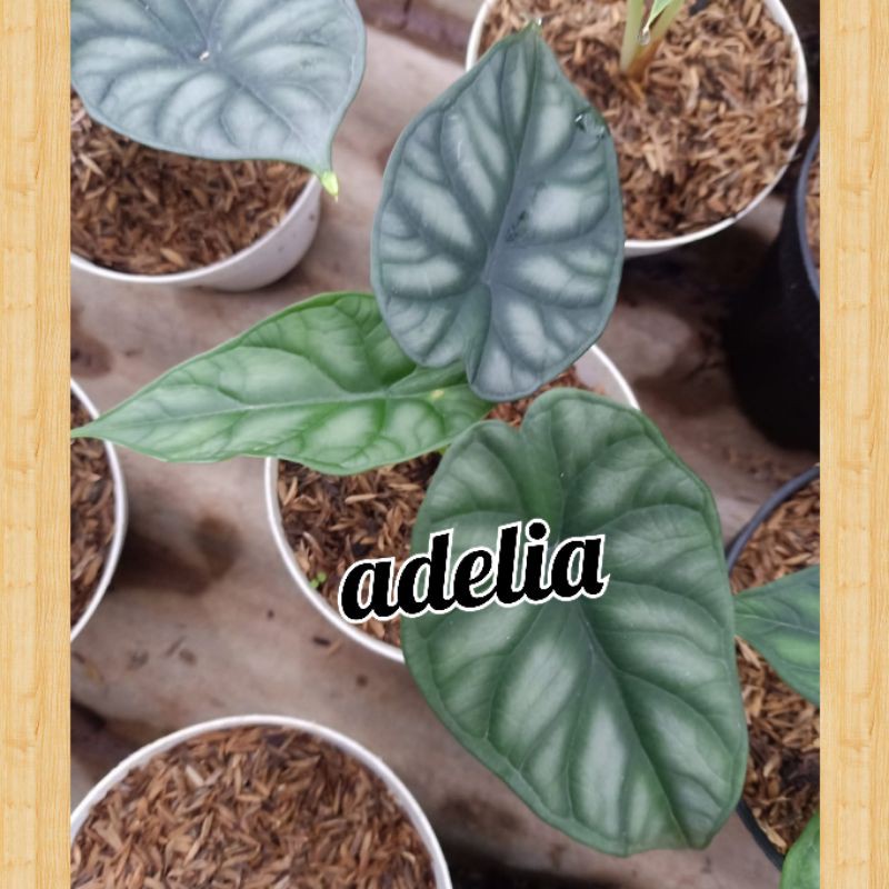 Bunga keladi tengkorak dragon skill