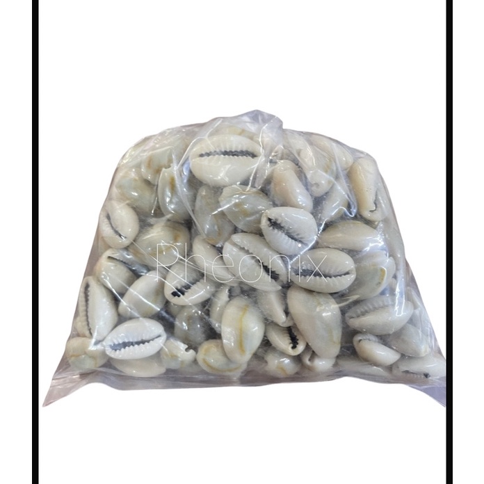 kerang - kuwuk 100pcs ukuran besar