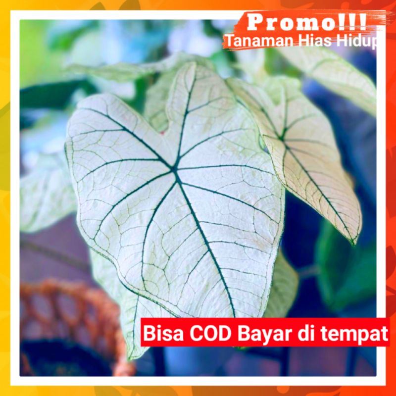 [✅COD] KELADI WHITECHRISTMAS ATAU KELADI TISU PUTIH (TANAMAN KELADI HIAS) BUNGA CALADIUM LOKAL IMPOR