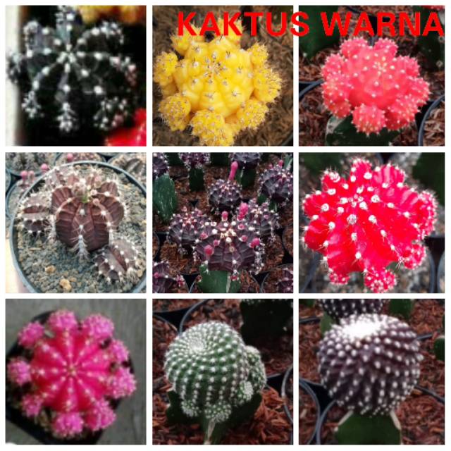 

Paket Kaktus JUMBO isi 6