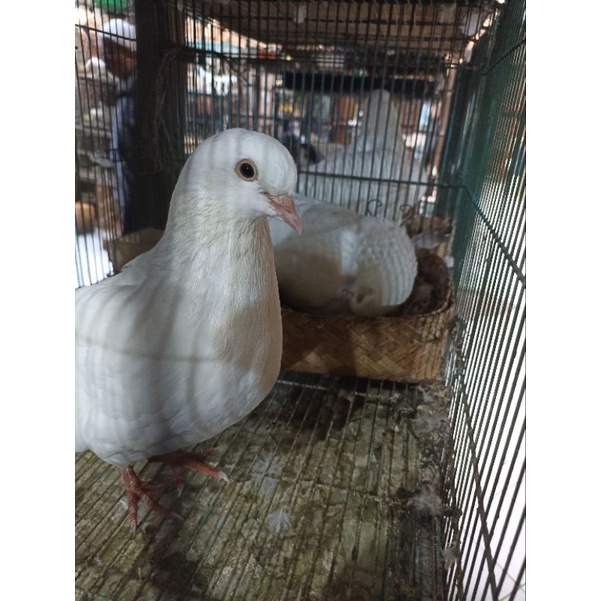 merpati putih / white king ( sepasang)