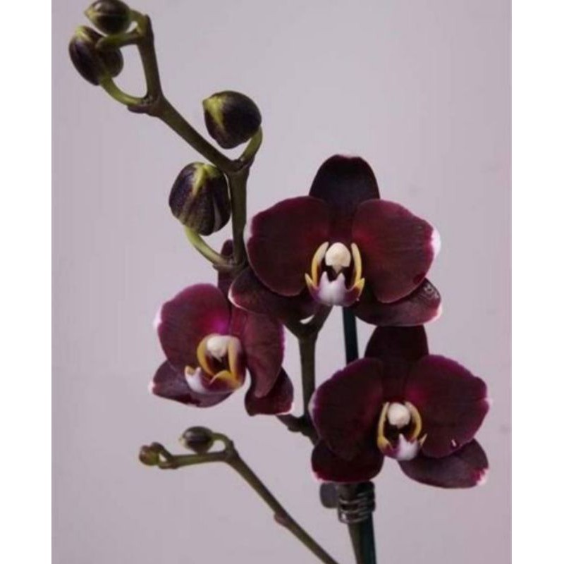 anggrek remaja bulan black Jack hybrid taiwan