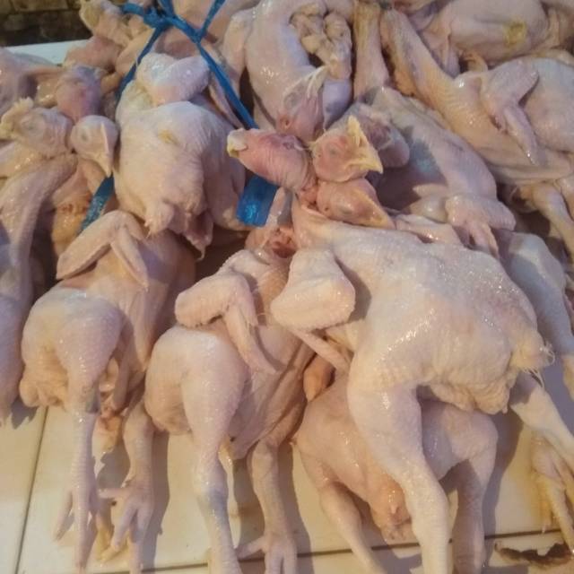 

Jual ayam tege segar min perkg