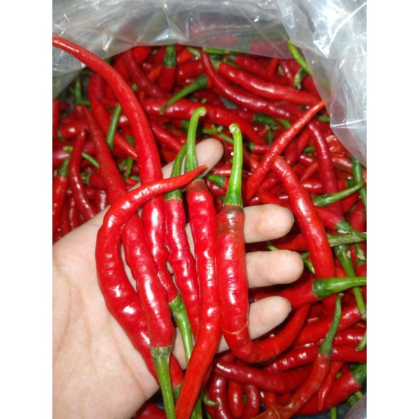 CABAI MERAH KERITING 1KG FRESH