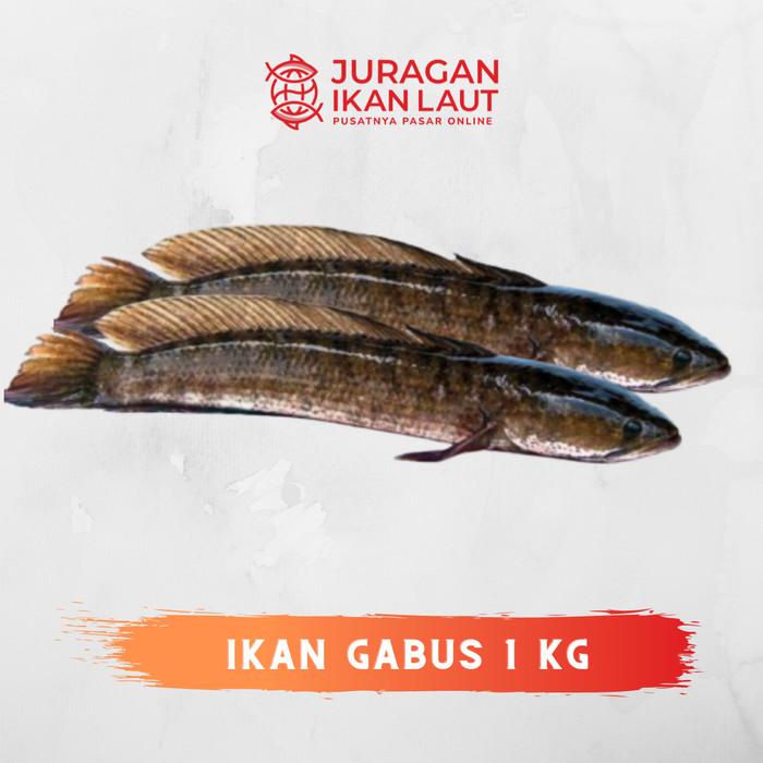 

Fisho | Ikan Gabus Segar - 1 Kilogram Jabodetabek Ready stock