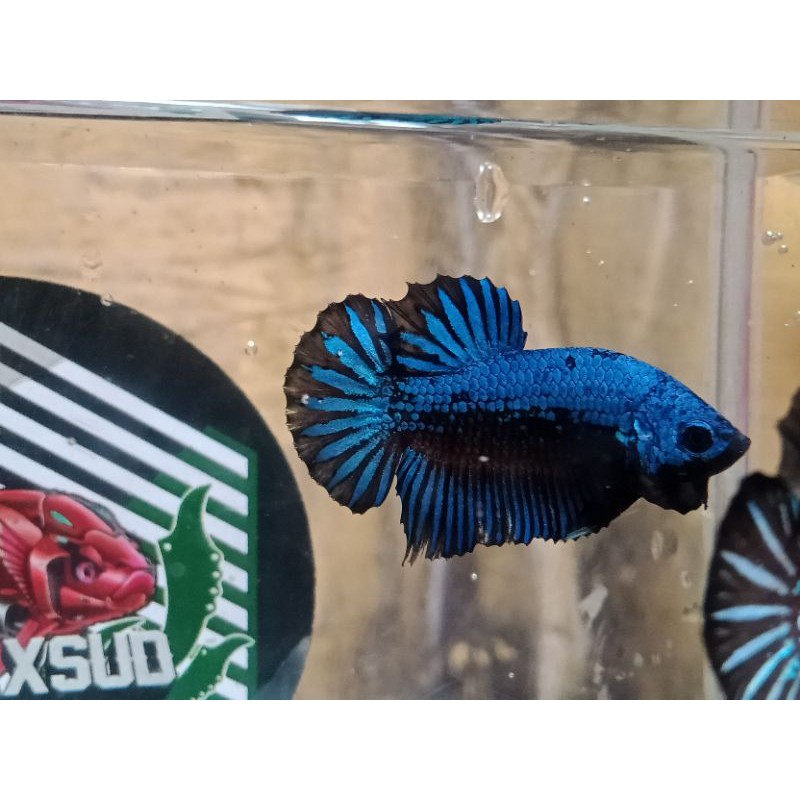 Cupang green samurai