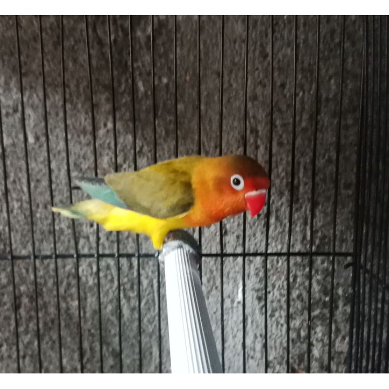 Burung love bird euwing gren prospek Ring junior LBF