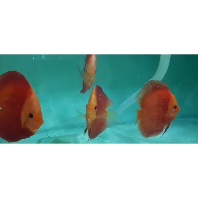 Ikan hias Air tawar ikan Discus Red melon size 4inc up