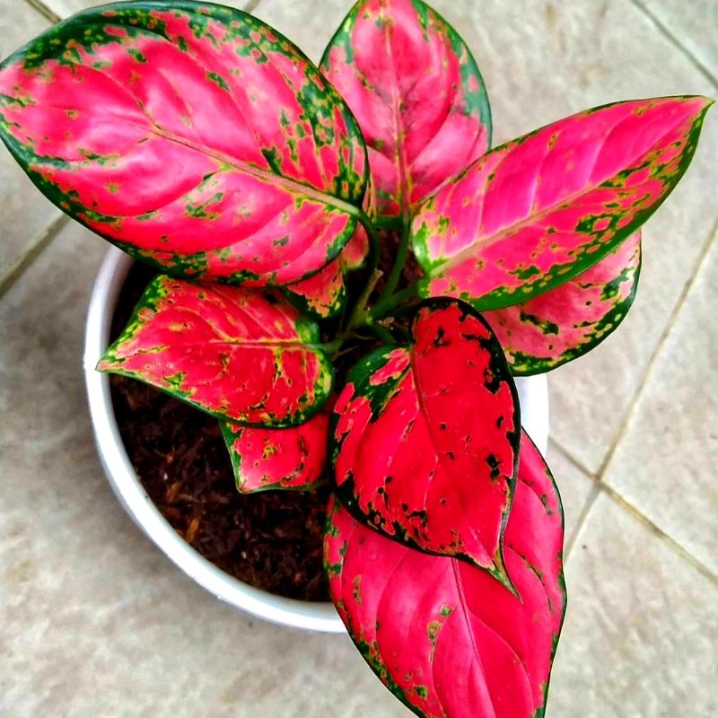 PROMO  Red Anjani/ bibit bunga / bunga hidup / tanaman / tanaman bunga / bunga hiasan /bunga aglonem