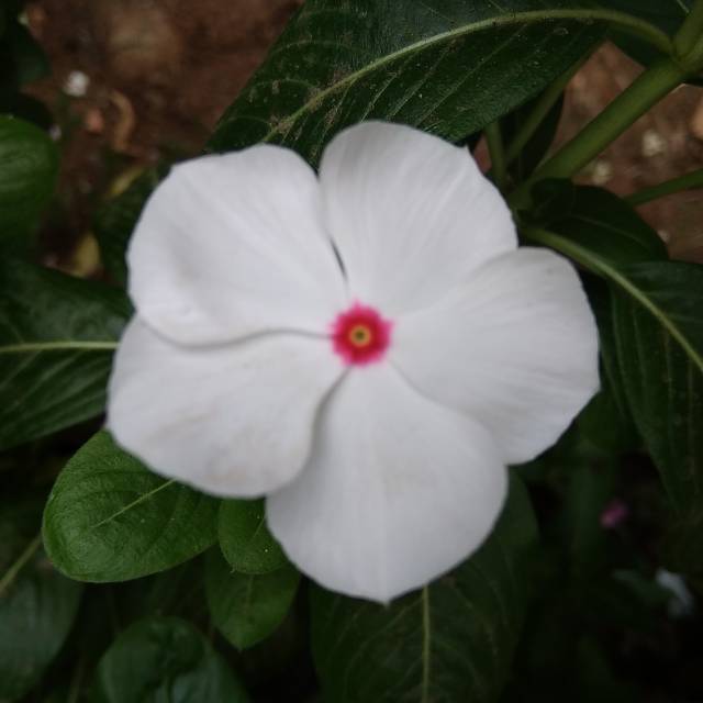 50 benih vinca putih
