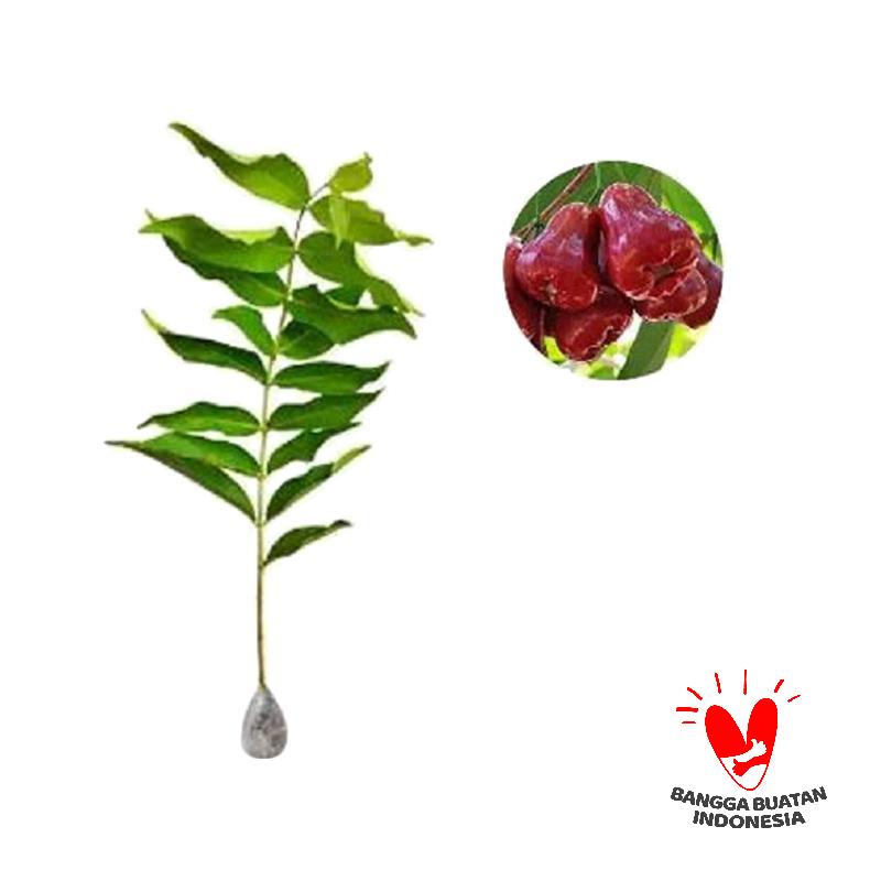 Bibit Jambu Air Dalhari Tanaman Buah siap tanam