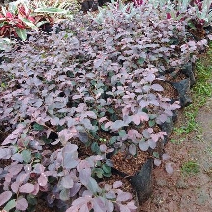 Tanaman hias Serut Merah/tanaman hias bibit bonsai/Roropitalum