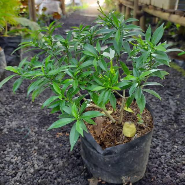 tanaman hias bunga melati cina   (Tabernaemontana corymbosa) - melati rombusa - BAKUL KEMBANG