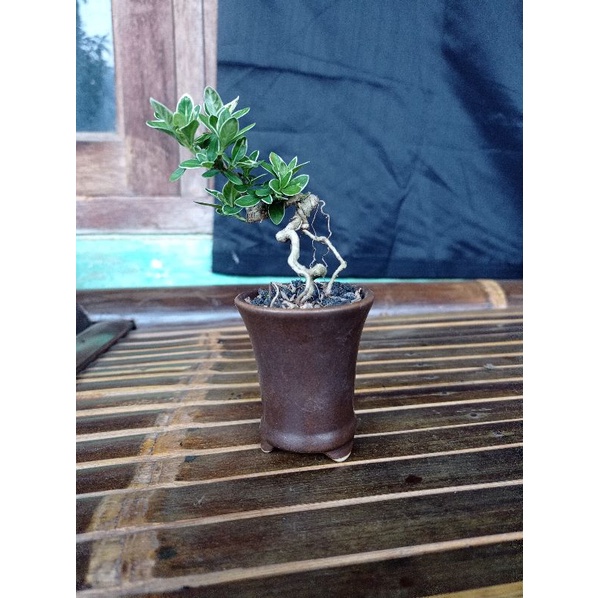 BONSAI SHITO POT KERAMIK