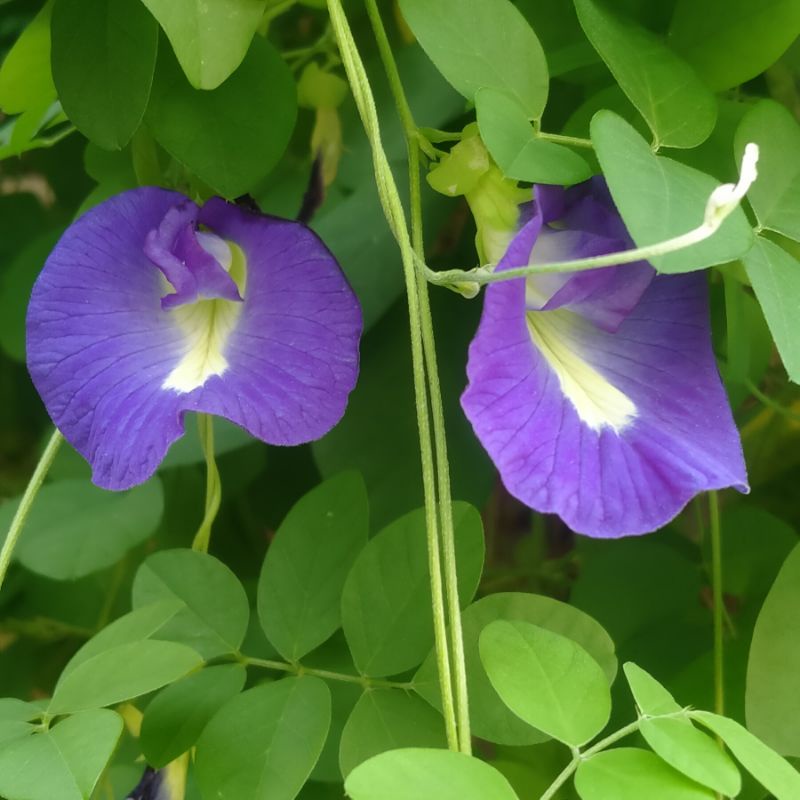 

benih bunga Telang biru 10 biji