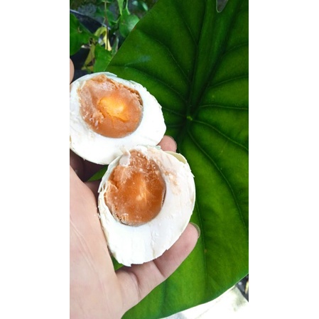 

telur asin gurih lezat masir isi 10 biji