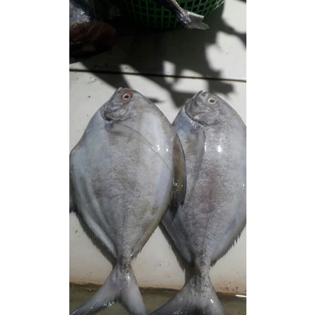 

ikan bawal abu-abu 500grm