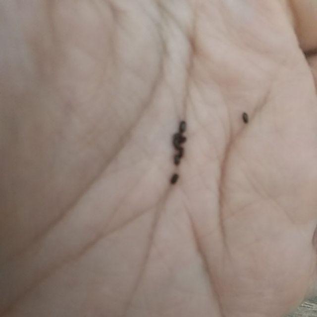 Benih Sayuran Daun Kenikir Bunga Pink / Ungu