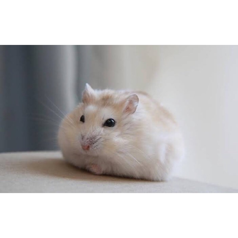 Hamster Winter White Golden Black Eye (FREE PACKING)