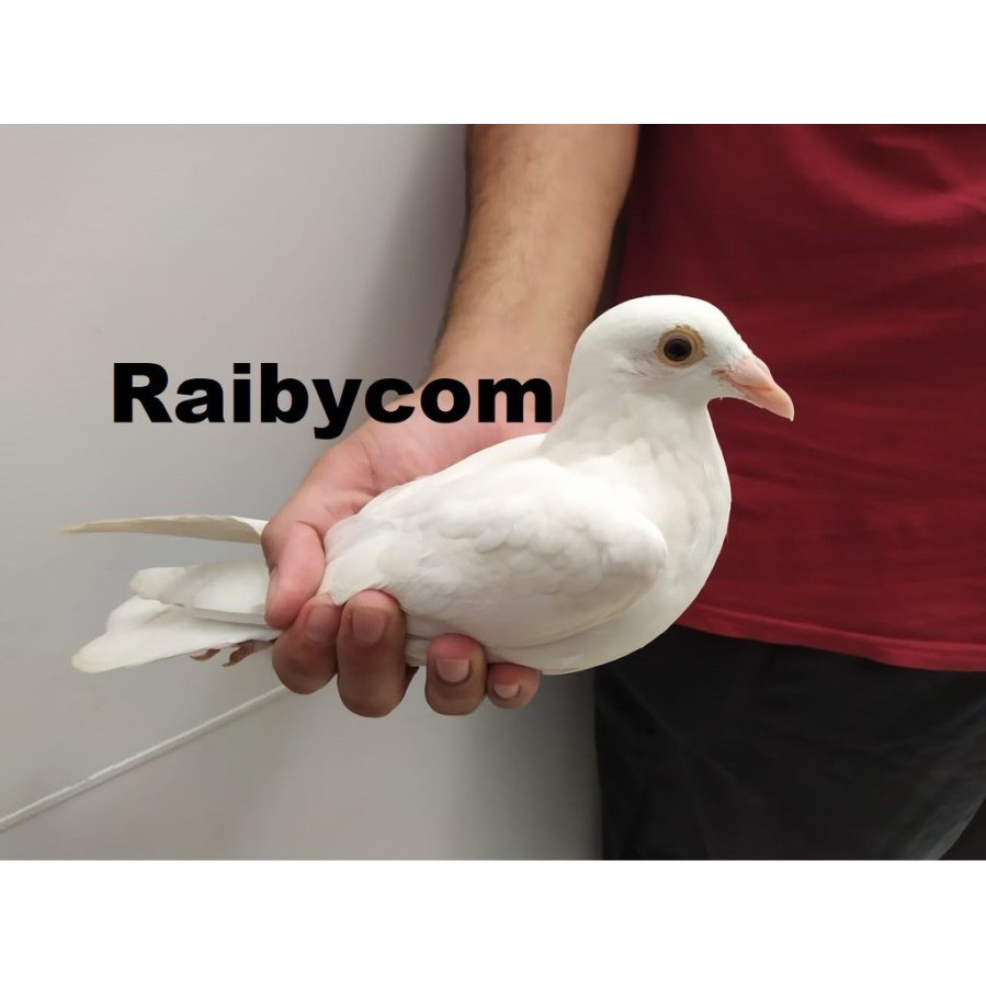Burung Merpati Pos Putih Polos Bersih White Racing Pigeon Mpos Import