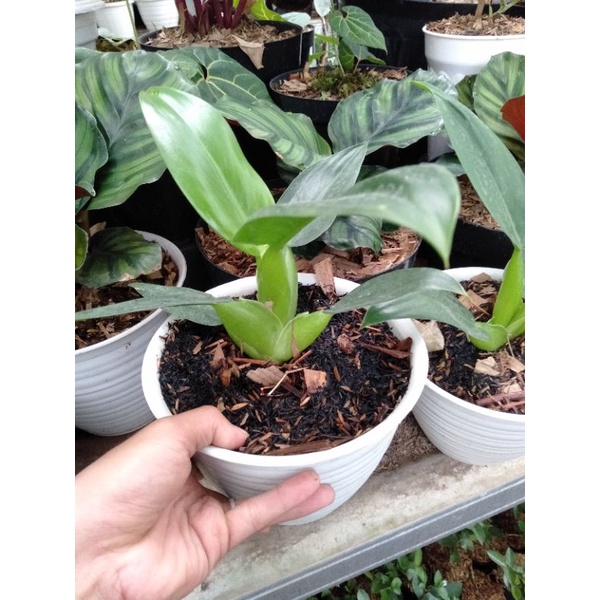 Philo eceng-Philo katak-philodendron katak-eceng tanaman hias realpick + pot