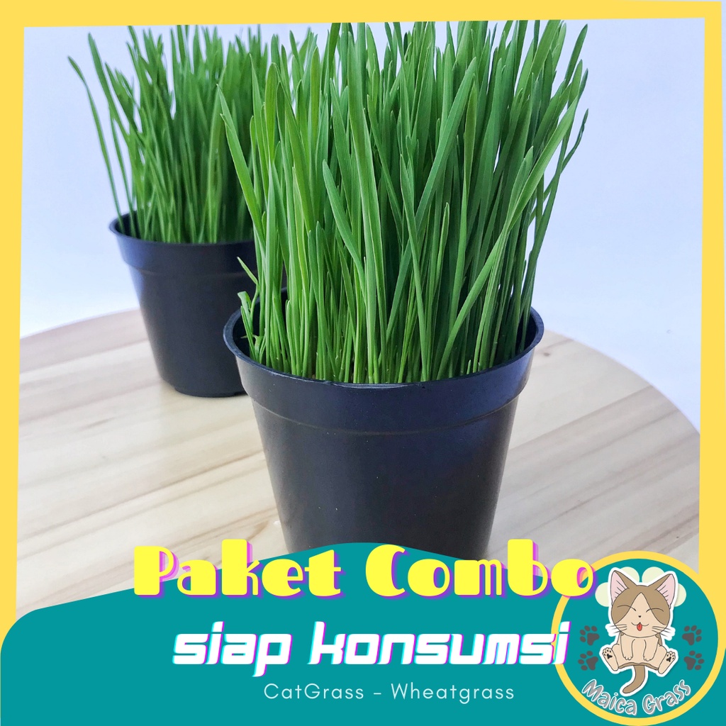 PAKET RUMPUT KUCING - 2pcs / Rumput Kucing Sudah Jadi / Siap Panen / Wheatgrass