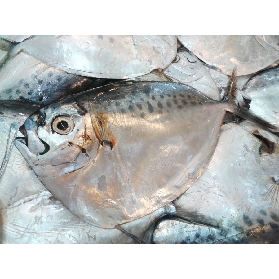 Ikan Etem Segar Ikan Kantung Semar Fresh 1 Kg Shopee Indonesia