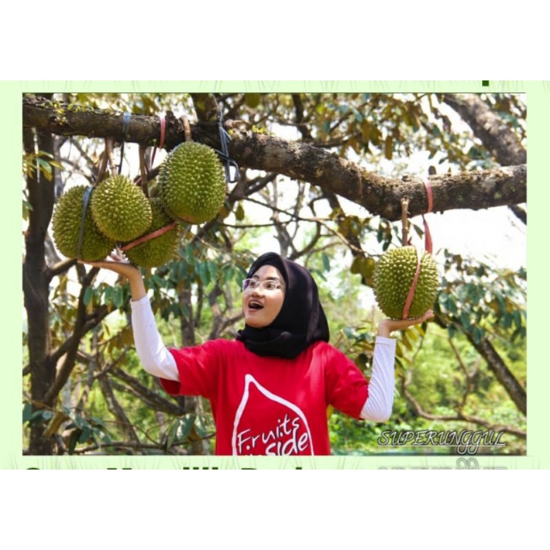 Bibit Durian Musangking kaki Tiga Unggul