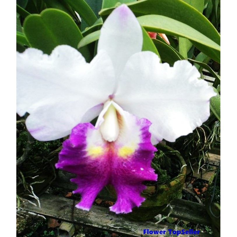 Gambar Bunga Anggrek  Cattleya 