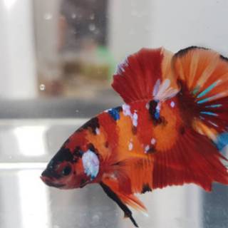 55 Gambar Cupang Nemo Galaxy Gratis Terbaik
