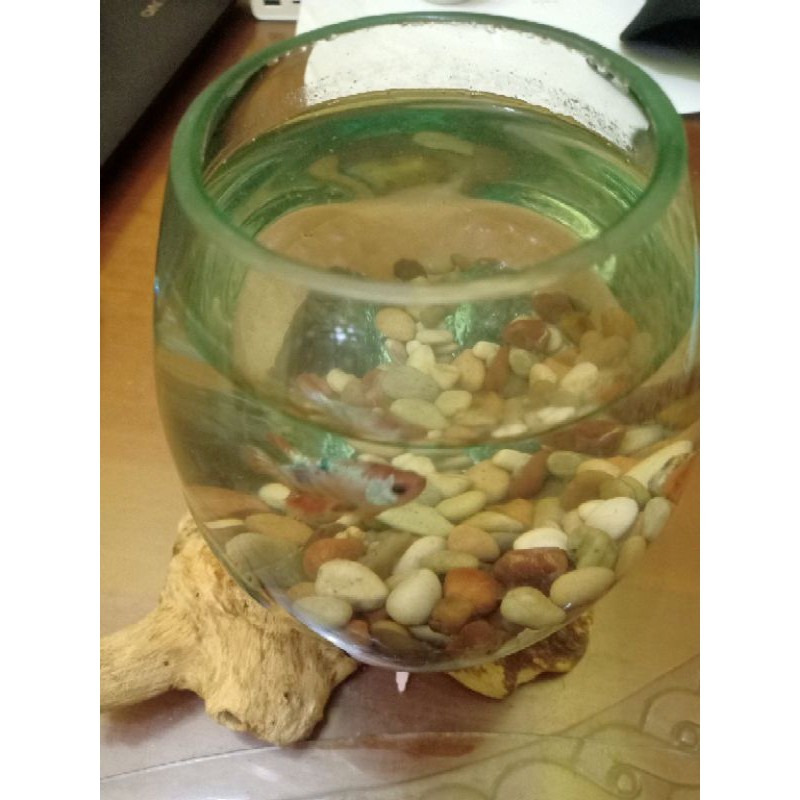 AQUARIUM CUPANG unik kayu estetik